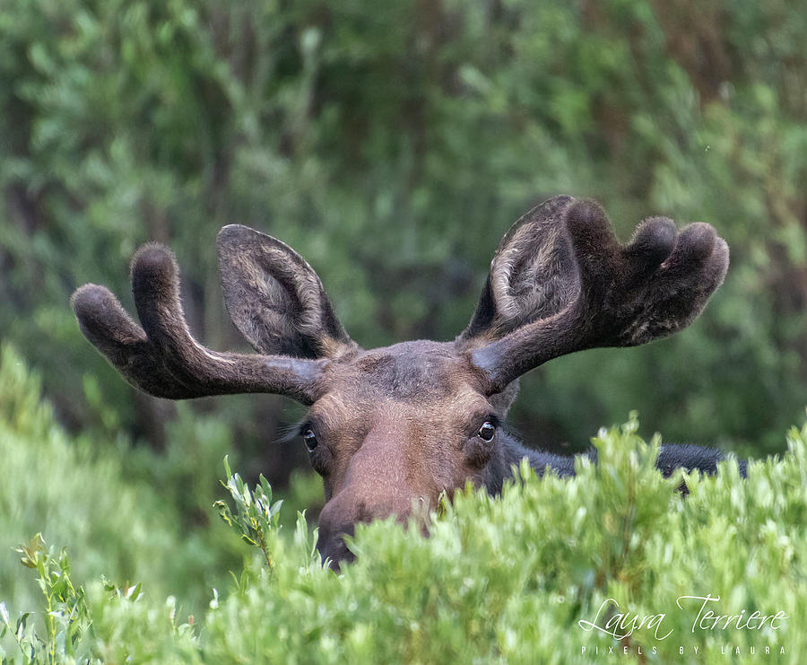 Young Bull Moose playing Peek a Boo Photograph by Laura Terriere