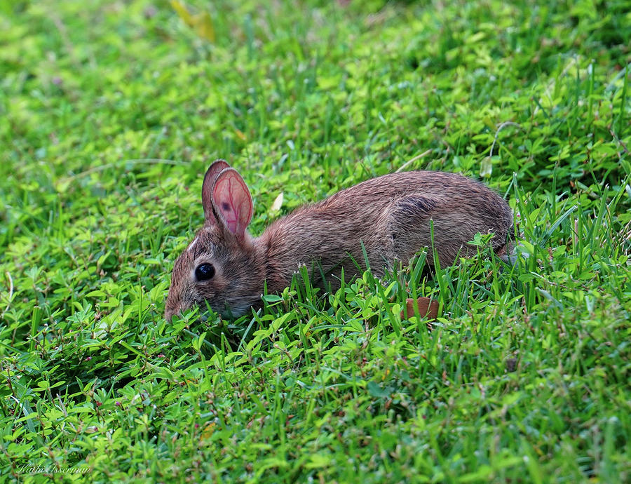 Young Bunny Photograph by Kathi Isserman