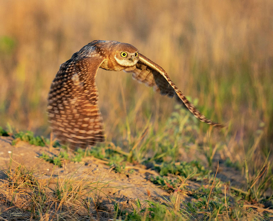Young Burrowing Owl at Sunrise Photograph by Judi Dressler