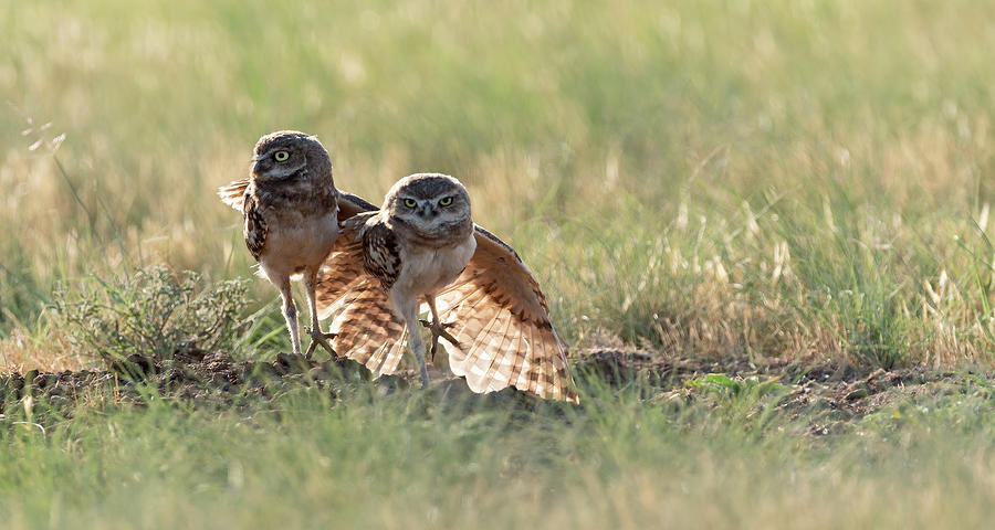 Young Burrowing Owl Backlit wings Photograph by Gary Langley