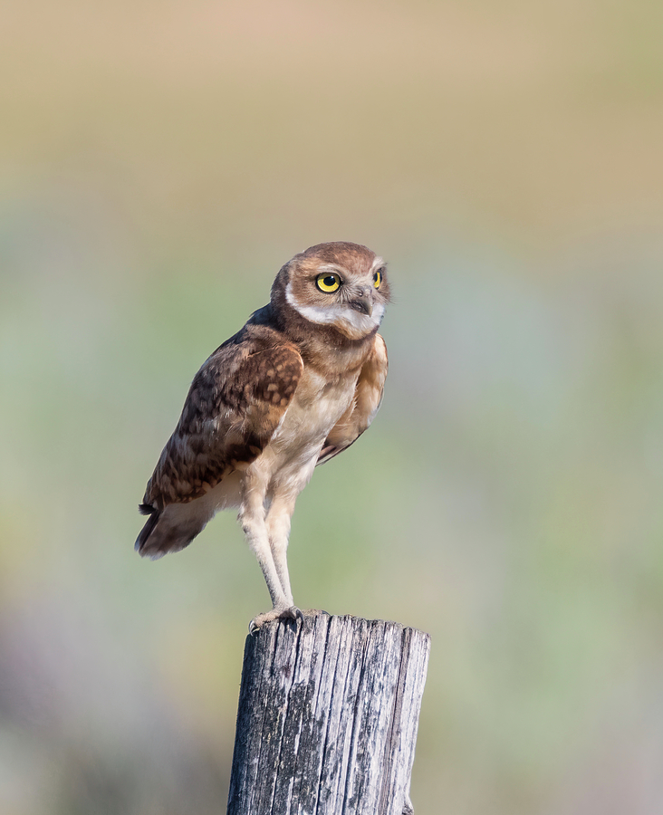 Young Burrowing Owl Photograph by Loree Johnson
