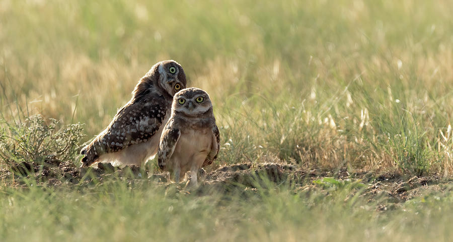 young Burrowing owl Photo Bombing Photograph by Gary Langley