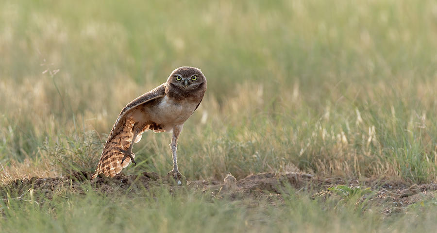 Young Burrowing Owl stretching wing Photograph by Gary Langley