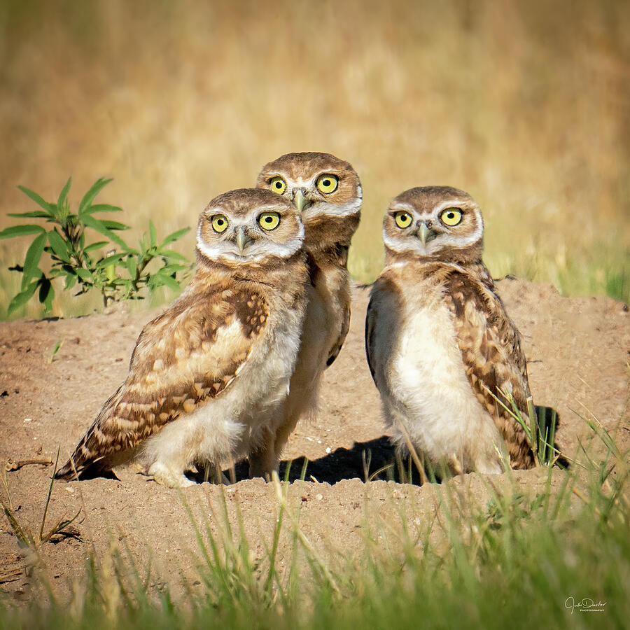 Young Burrowing Owl Trio Photograph by Judi Dressler