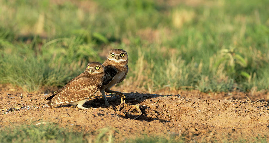 Young Burrowing Owls  Photograph by Gary Langley