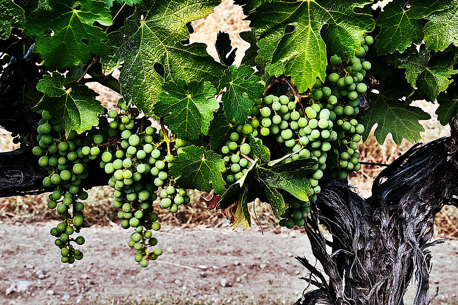 Young Cabernet Sauvignon Grapes Photograph by Jim Lindsey Young Cabernet Sauvignon Grapes Photograph by Jim Lindsey