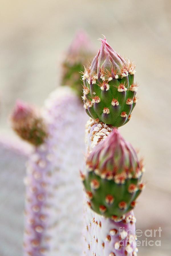 Spring Photograph - Young Cactus  by Suzanne Oesterling