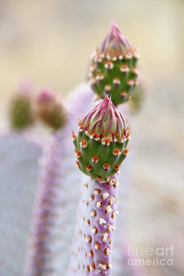 Spring Photograph - Young Cactus 2 by Suzanne Oesterling