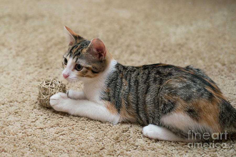 Young Calico Tabby Kitty Photograph by Jennifer White
