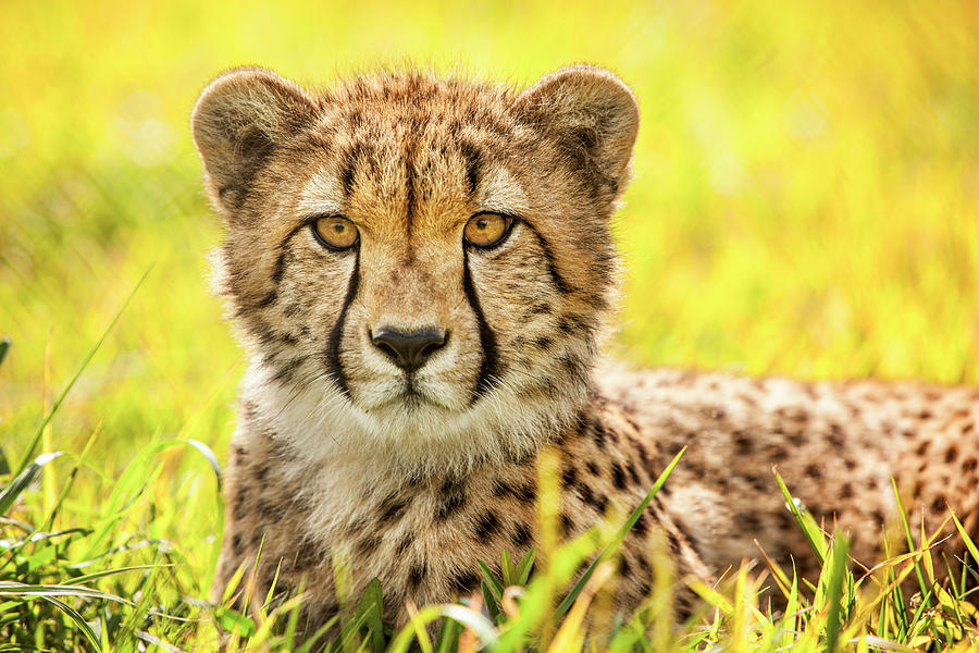 Young Cheetah In The Grass Photograph by World Art Collective