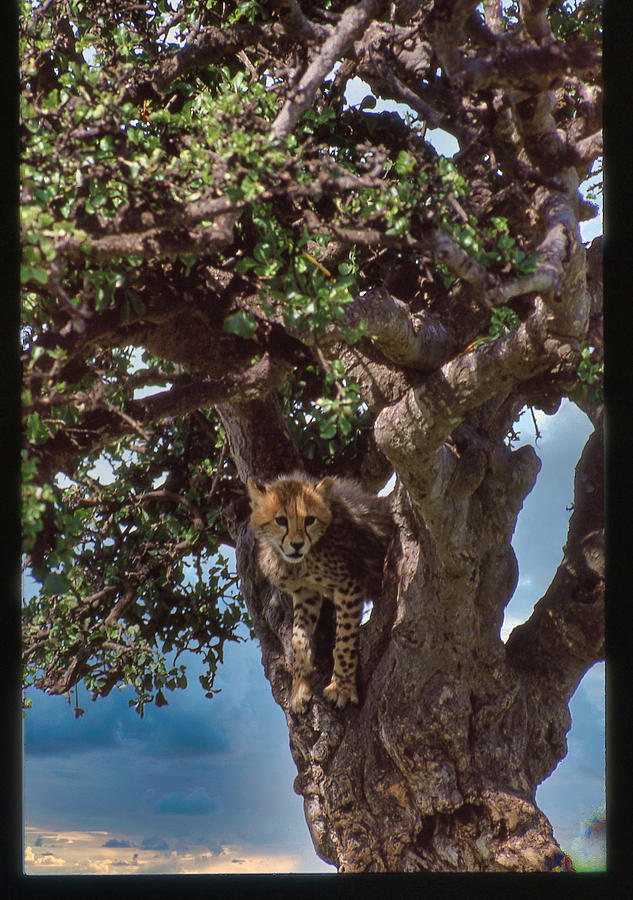 Young Cheetah in Tree Photograph by Russel Considine