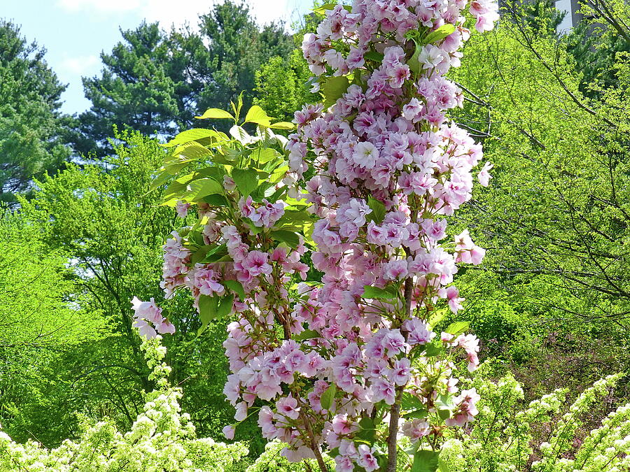 Young Cherry Blossom Tree Photograph by Lyuba Filatova