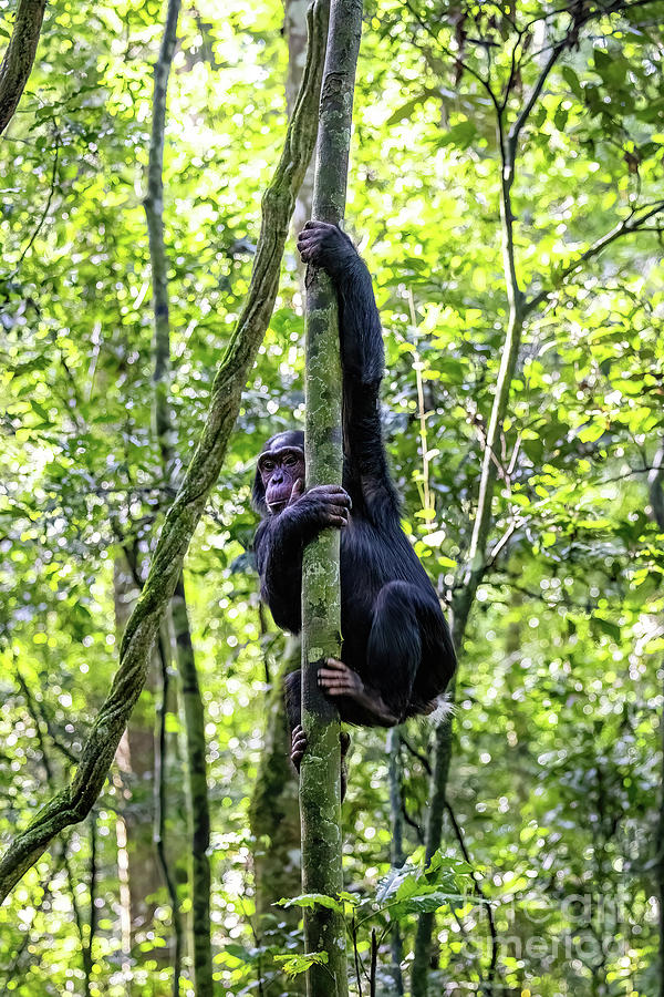 Young chimpanzee Photograph by Jane Rix