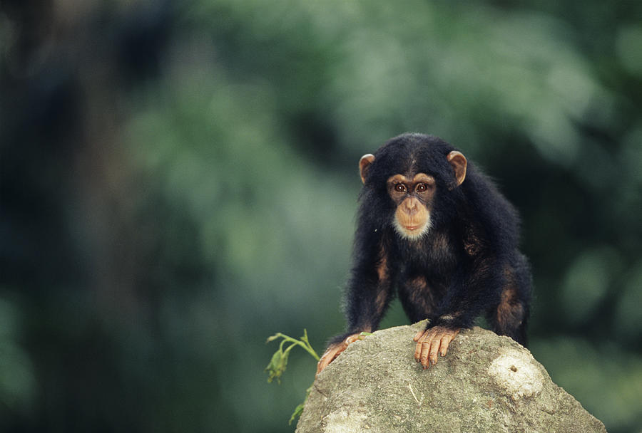 Young chimpanzee (Pan troglodytes) standing on stone on all fours, close-up Photograph by Anup Shah