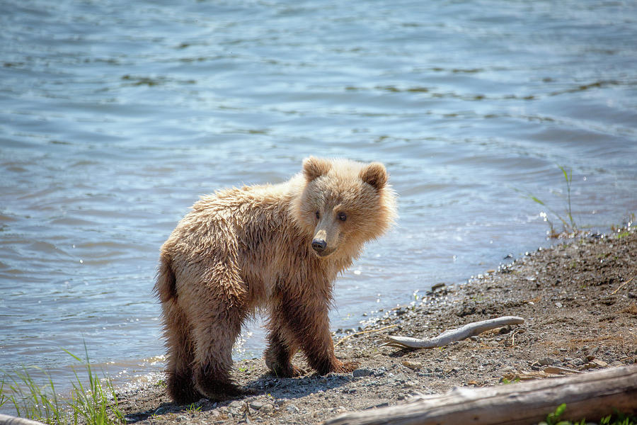 Young Coastal Grizzly Bear on the shore Photograph by Alex Mironyuk