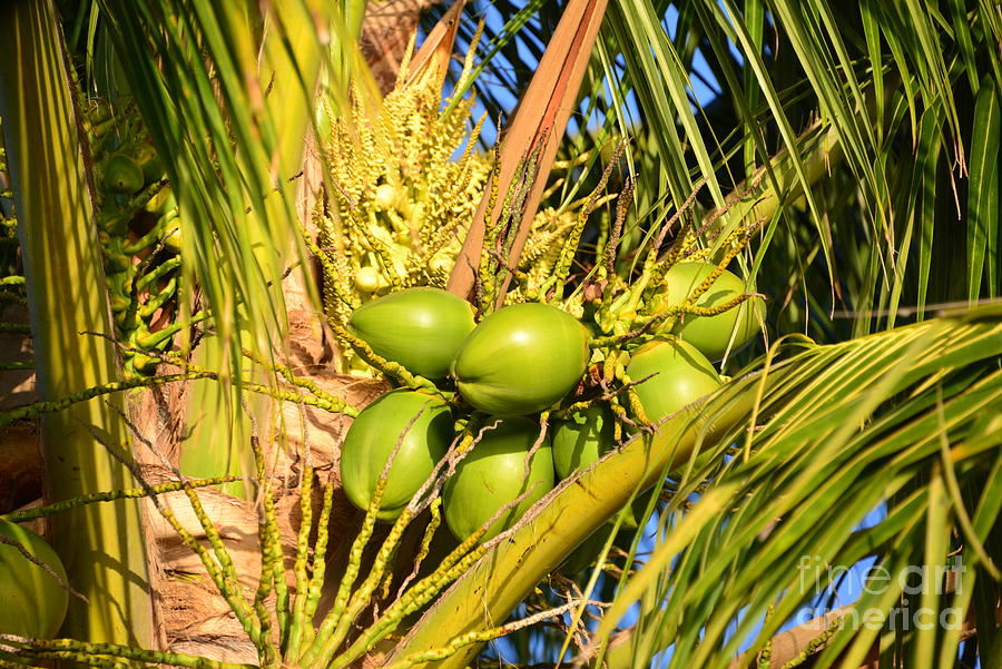 Young coconuts Photograph by David Lee Thompson