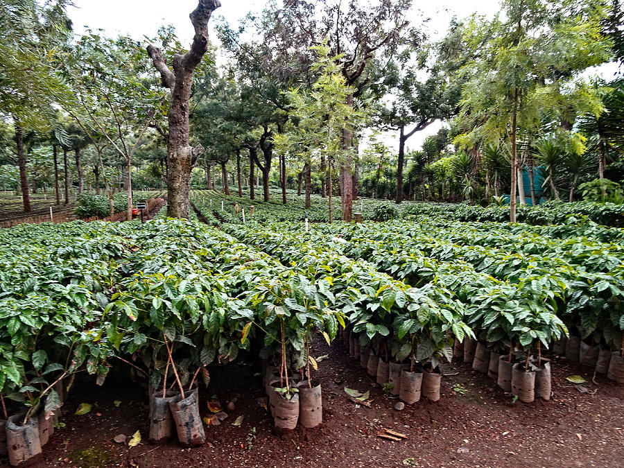 Young coffee plants Photograph by Patricia Hamilton
