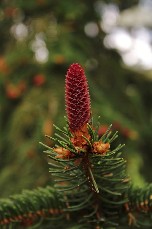 Young Cone of a Norway Spruce Photograph by Teresa Kuschan - Pixels