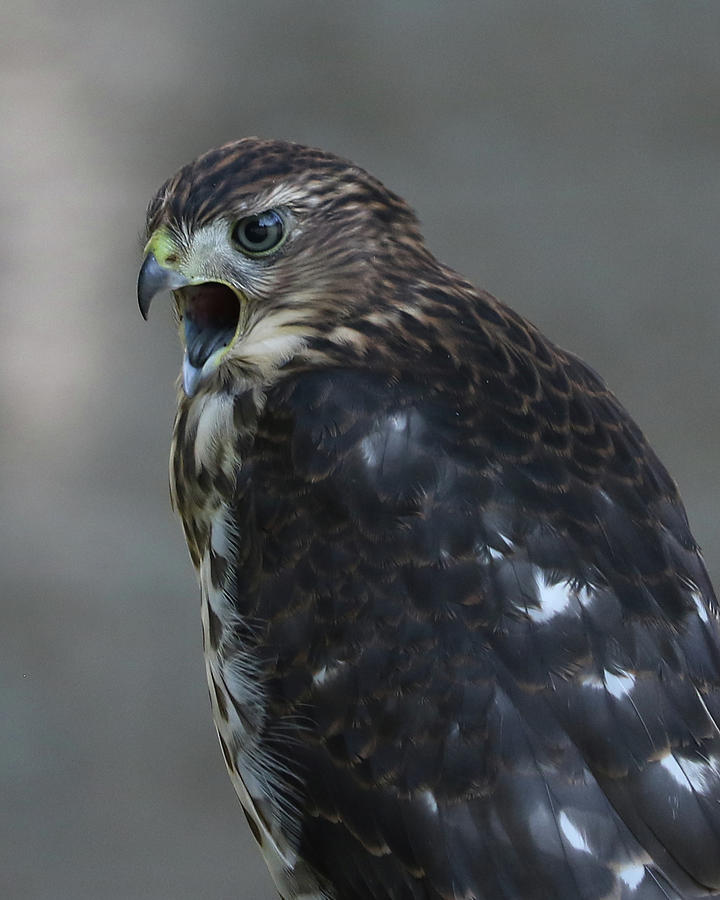 Young Coopers Hawk 1 Photograph by Doris Potter