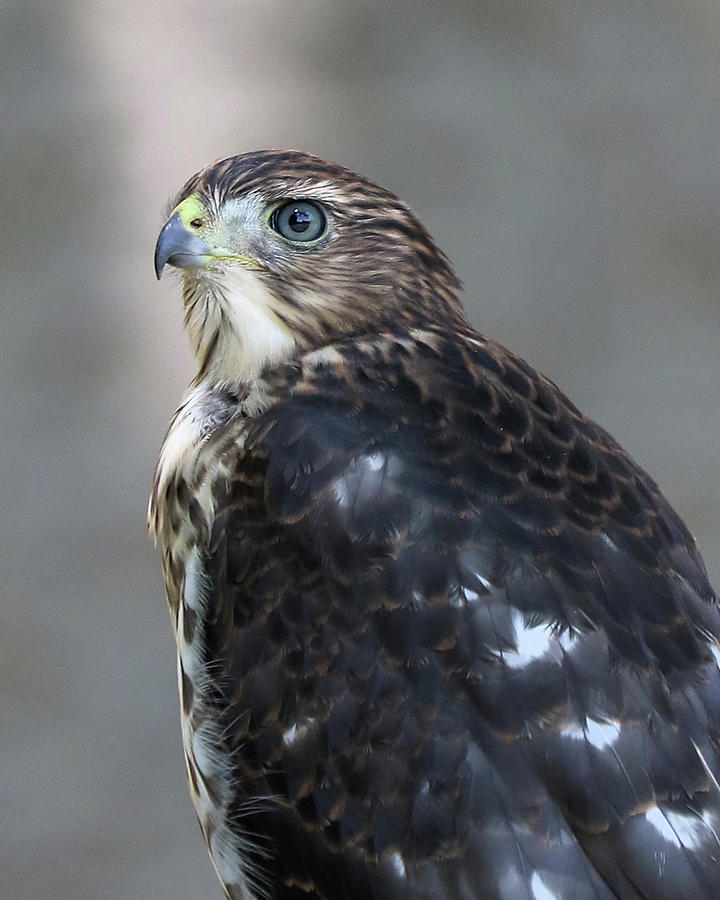 Young Coopers Hawk 2 Photograph by Doris Potter