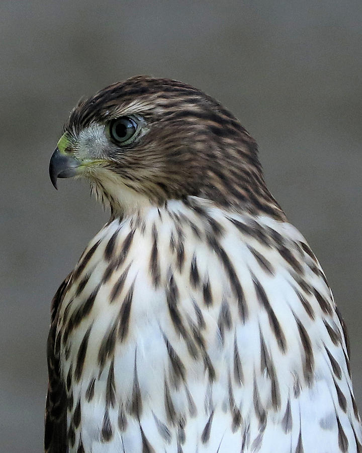 Young Coopers Hawk Photograph by Doris Potter