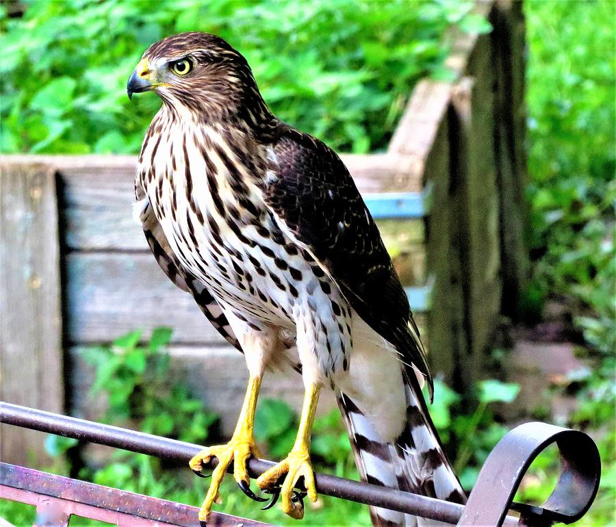 Young Coopers Hawk Looking for Lunch Photograph by Linda Stern