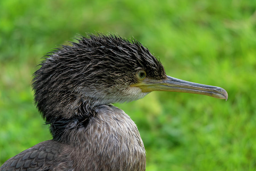 Young Cormorant 1 Photograph by Steev Stamford