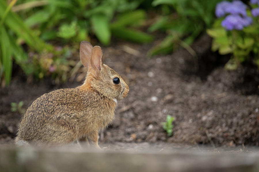 Young Cottontail in the Garden Photograph by Rachel Morrison