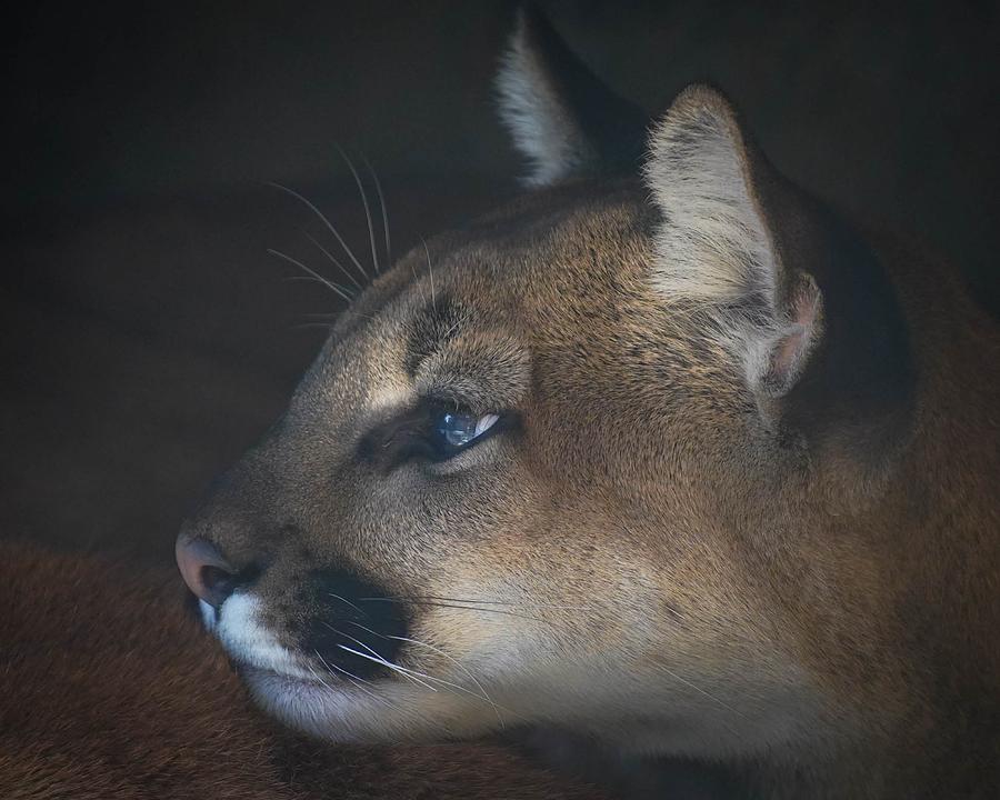 Young Cougar Photograph by Susan Rydberg