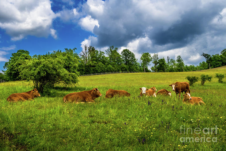 Young Cows Rest On Green Pasture In Rural Landscape In Austria Photograph by Andreas Berthold