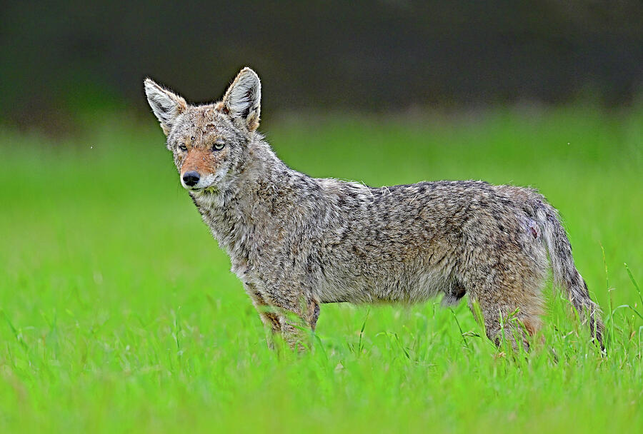 Young Coyote Portrait  Photograph by Amazing Action Photo Video