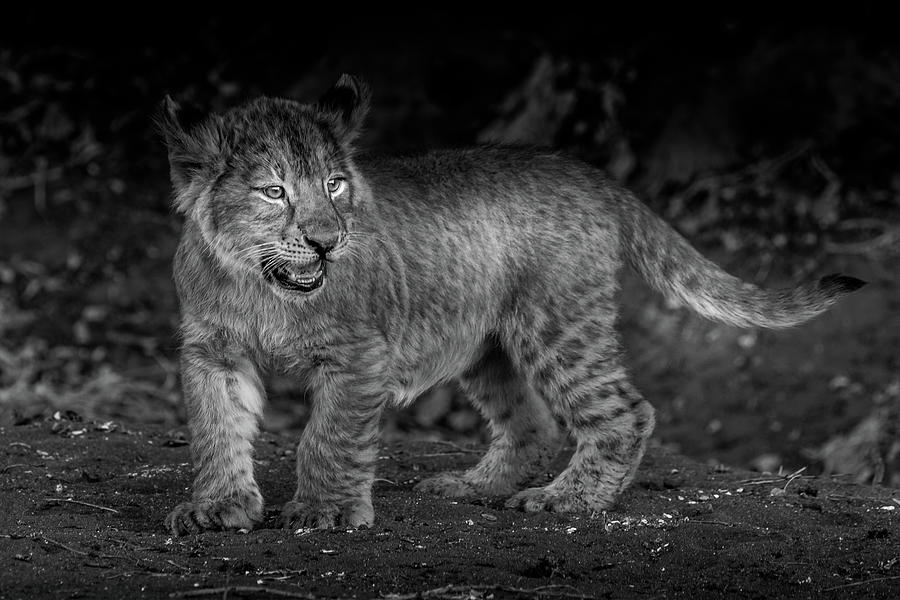Young Cub Complaining BW Photograph by MaryJane Sesto