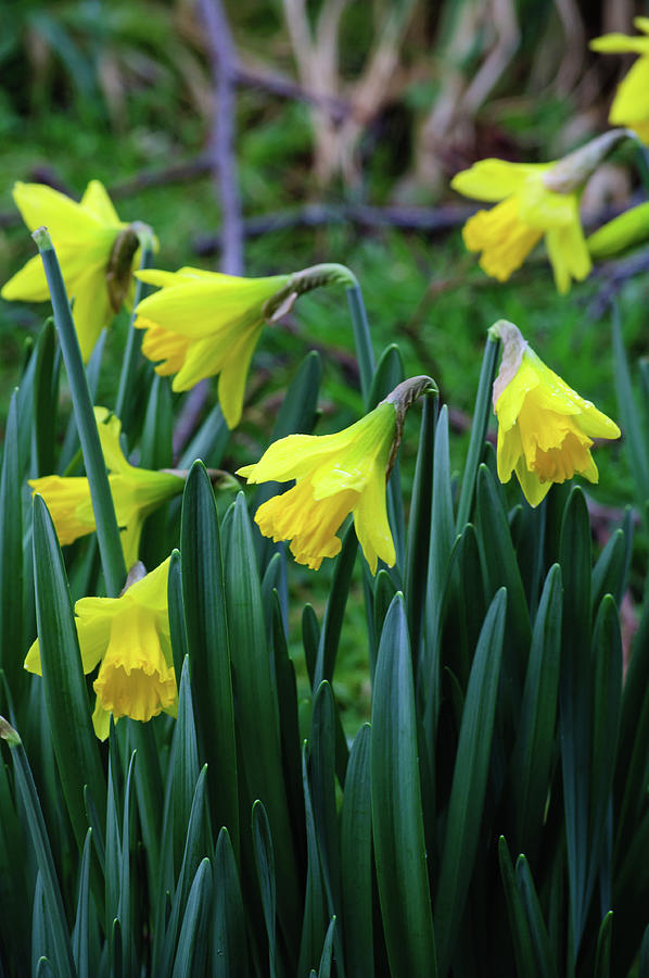 Young Daffodils  Photograph by Tikvahs Hope