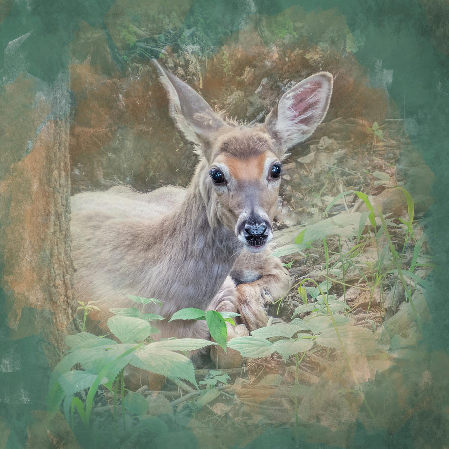 Young Deer at Rest Photograph by Patti Deters