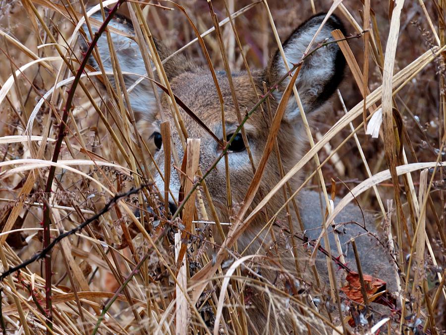 Young Deer Camouflage  Photograph by Linda Stern