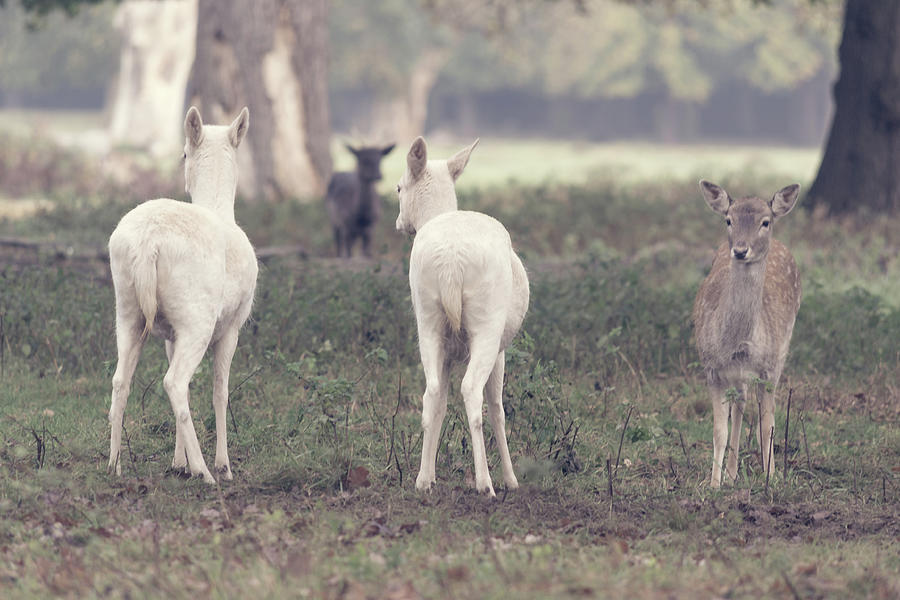 Young deer in Bushy Park Photograph by Andrew Lalchan