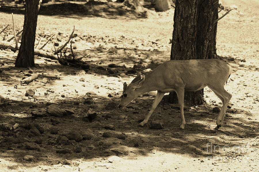 Deer Photograph - Young Deer in Sepia by Colleen Cornelius Deer Photograph - Young Deer in Sepia by Colleen Cornelius