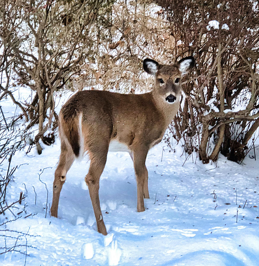 Young Deer in Snow Photograph by Russel Considine