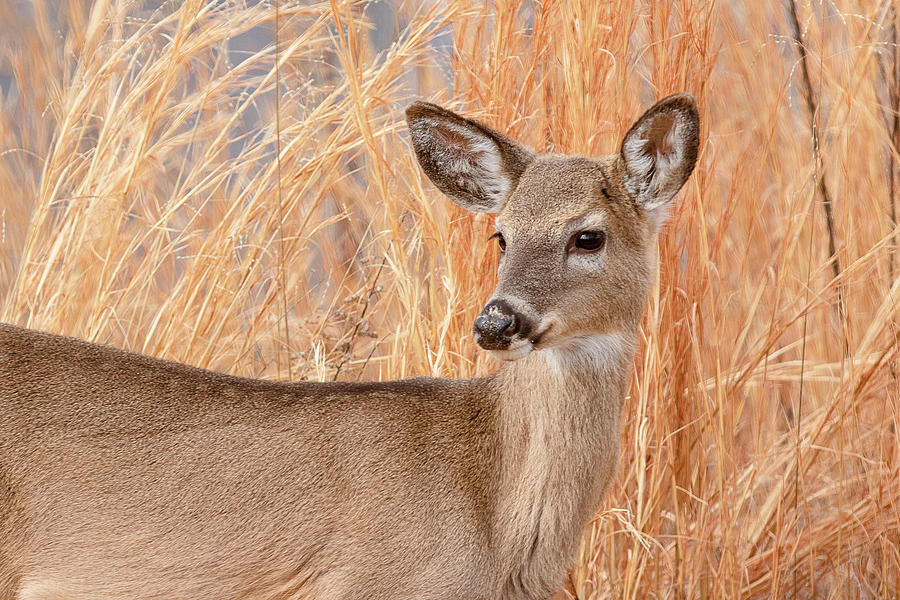 Young Deer In Tall Grass Closeup Photograph