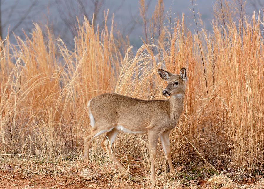 Young Deer in Tall Grass Photograph by Joni Eskridge