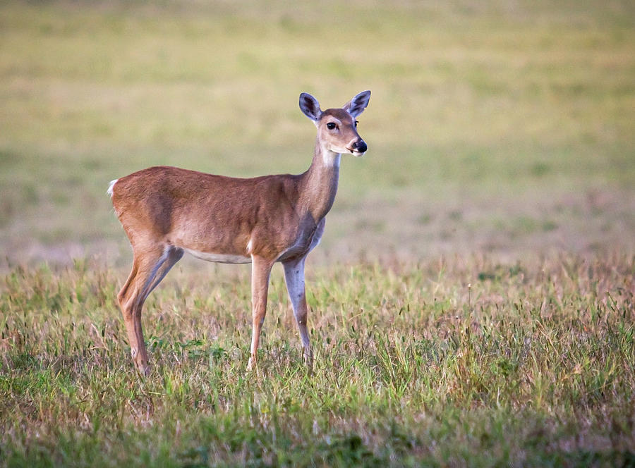 Young Deer Photograph by Mark Chandler | Fine Art America