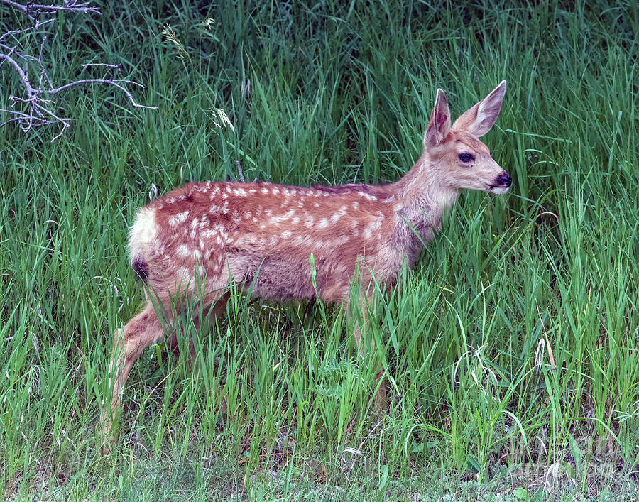 Young Deer Photograph by Shirley Dutchkowski