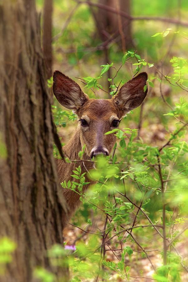 Young Deer - Sneaking a Look Photograph by Ron Grafe