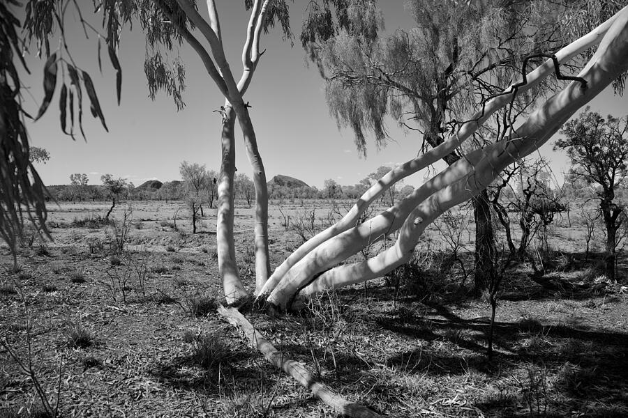 Young Desert Gums Photograph by Lee Stickels
