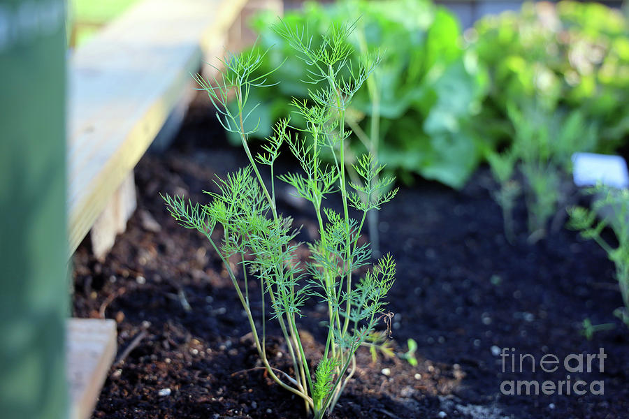 Young Dill Plant 1588 Photograph by Jack Schultz