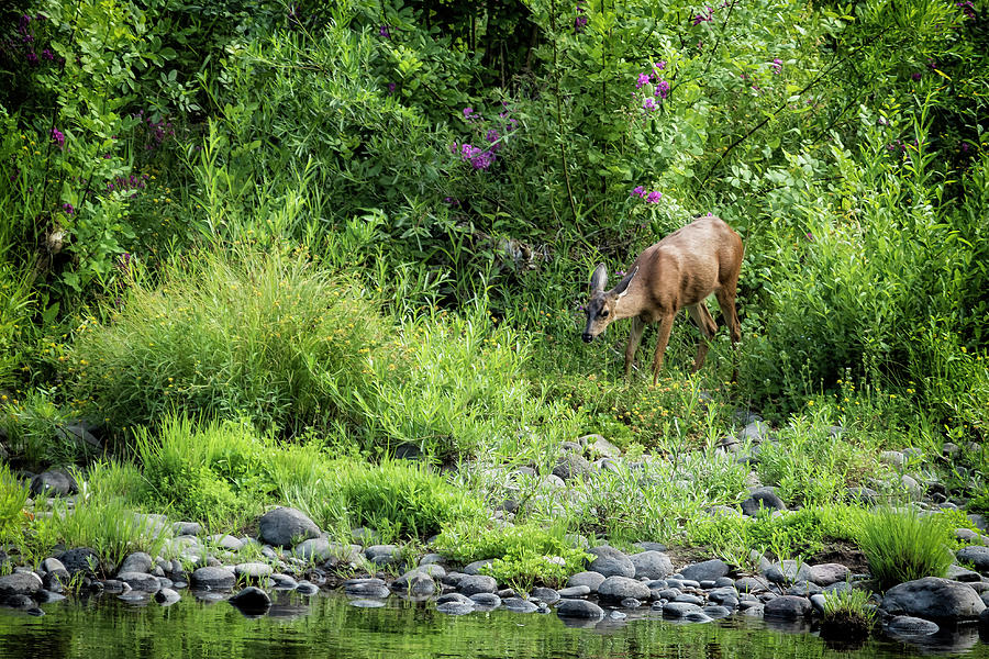 Young Doe Among the Flora, No. 2 Photograph by Belinda Greb