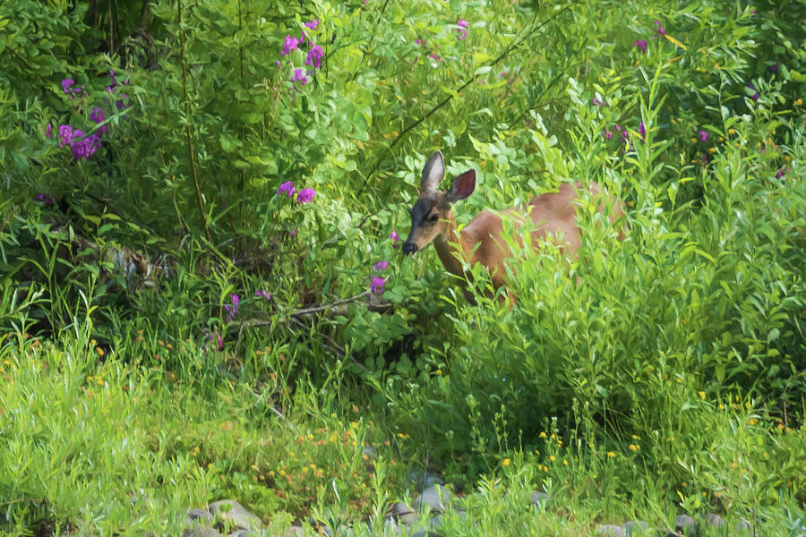 Young Doe Among The Flora painterly Photograph by Belinda Greb