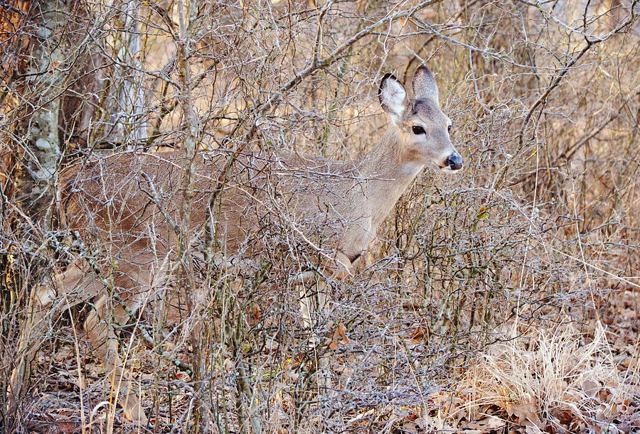 Young Doe Deer Hiding in Plain Sight Photograph by Gaby Ethington ...