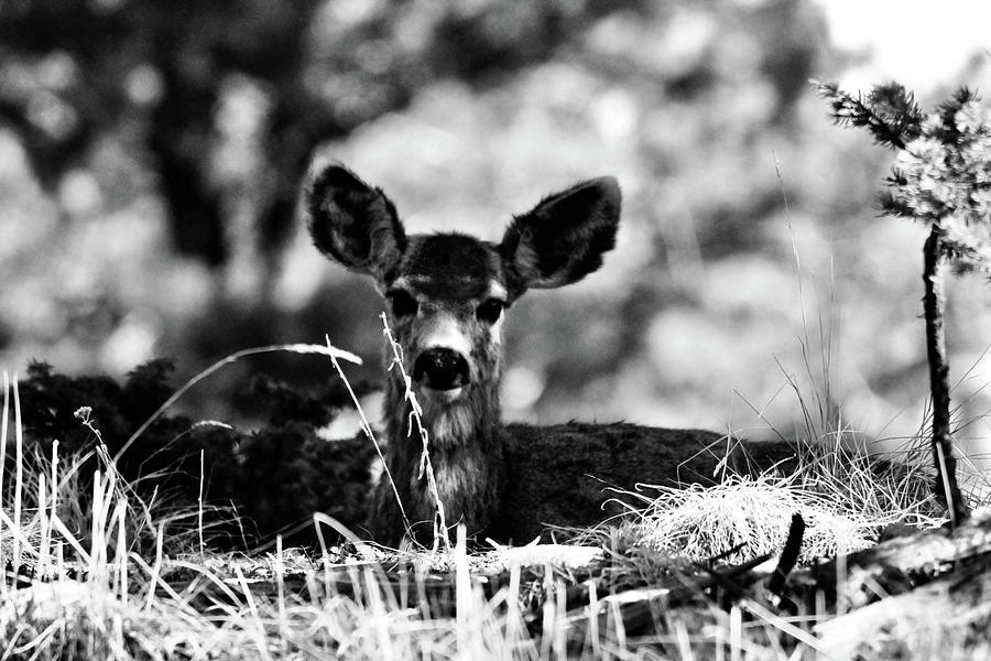 Young Doe in Black and White Photograph by Carolyn Sheridan - Fine Art ...