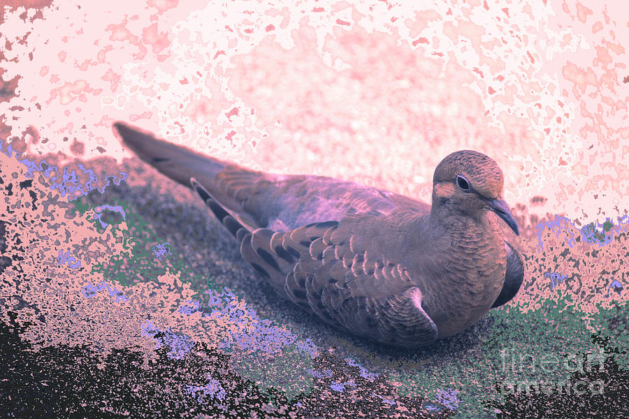 Young Dove Photograph by Felicia Roth